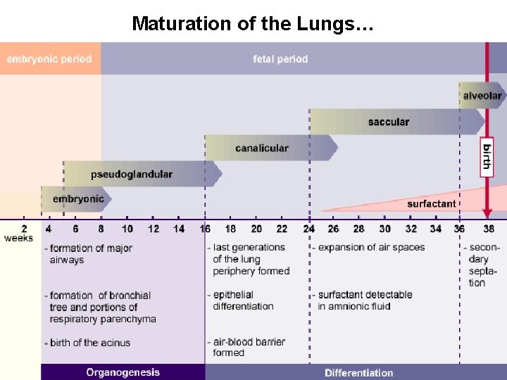 Maturation of the Lungs… LUFUKUJA G. 26 Maturation of the Lungs… LUFUKUJA G. 26