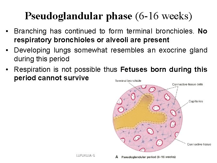Pseudoglandular phase (6 -16 weeks) • Branching has continued to form terminal bronchioles. No Pseudoglandular phase (6 -16 weeks) • Branching has continued to form terminal bronchioles. No