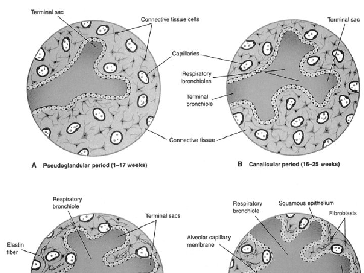 LUFUKUJA G. 28 LUFUKUJA G. 28