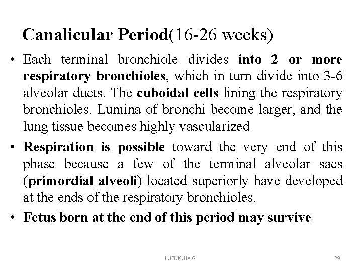 Canalicular Period(16 -26 weeks) • Each terminal bronchiole divides into 2 or more respiratory Canalicular Period(16 -26 weeks) • Each terminal bronchiole divides into 2 or more respiratory