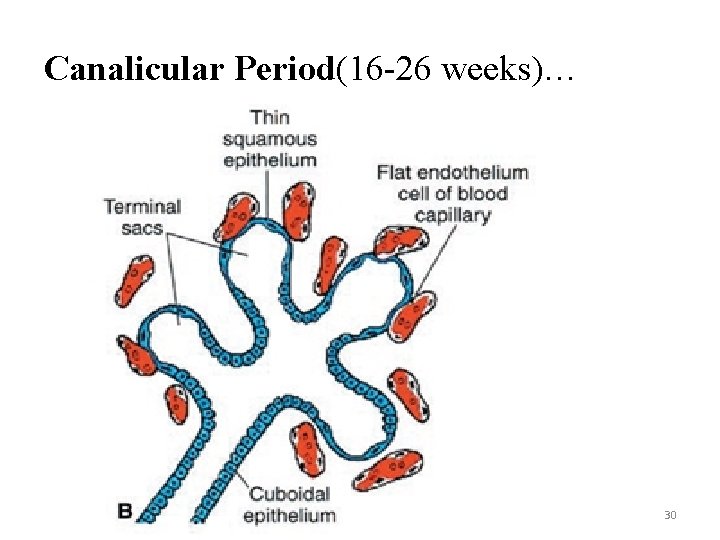 Canalicular Period(16 -26 weeks)… LUFUKUJA G. 30 Canalicular Period(16 -26 weeks)… LUFUKUJA G. 30