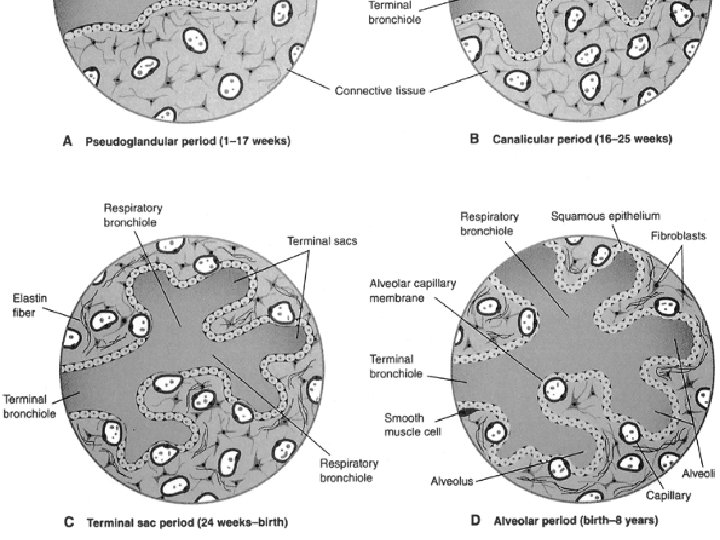 LUFUKUJA G. 32 LUFUKUJA G. 32