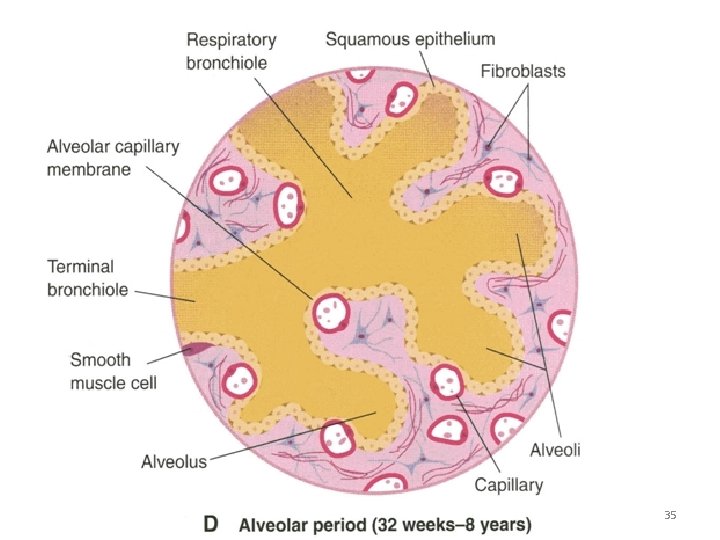 LUFUKUJA G. 35 LUFUKUJA G. 35