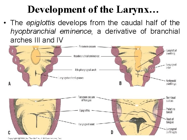 Development of the Larynx… • The epiglottis develops from the caudal half of the Development of the Larynx… • The epiglottis develops from the caudal half of the