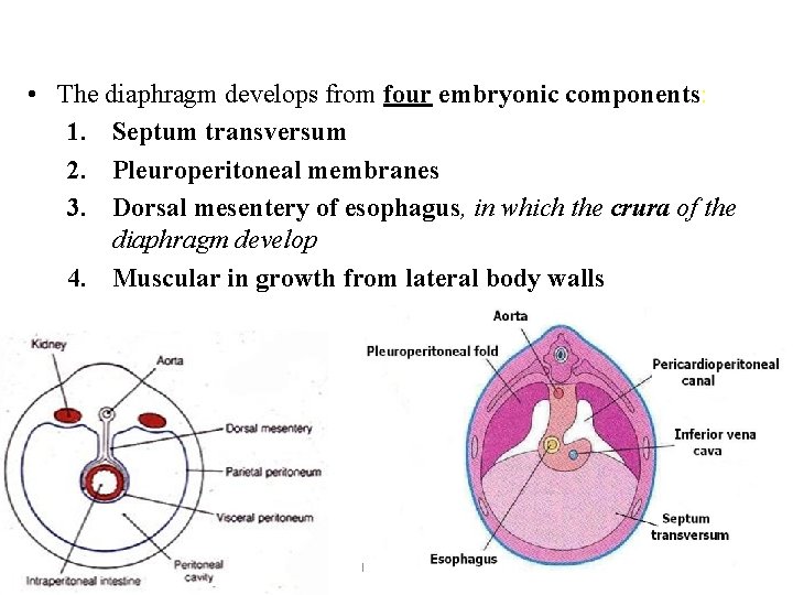 • The diaphragm develops from four embryonic components: 1. Septum transversum 2. Pleuroperitoneal • The diaphragm develops from four embryonic components: 1. Septum transversum 2. Pleuroperitoneal