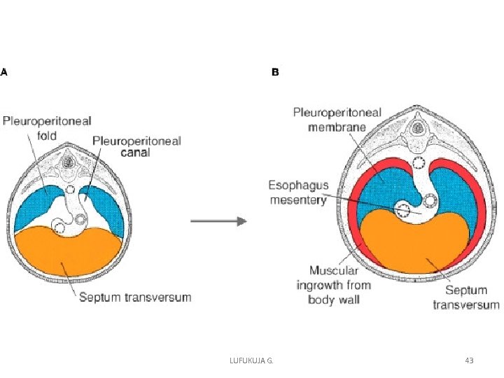 LUFUKUJA G. 43 LUFUKUJA G. 43