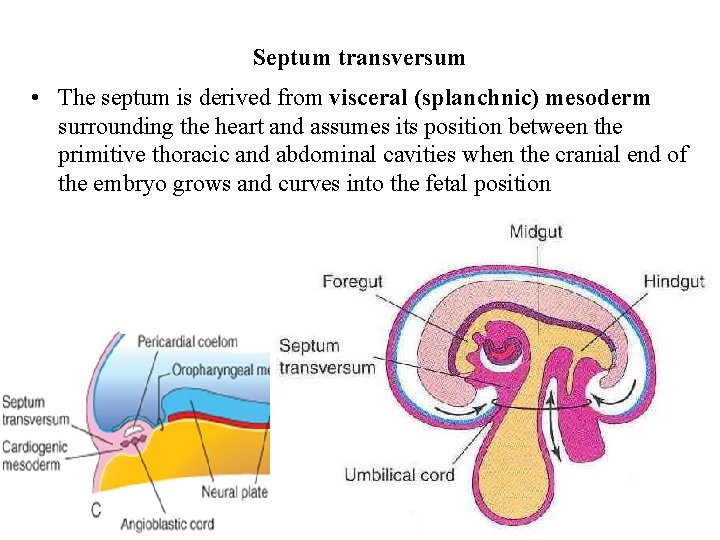 Septum transversum • The septum is derived from visceral (splanchnic) mesoderm surrounding the heart Septum transversum • The septum is derived from visceral (splanchnic) mesoderm surrounding the heart
