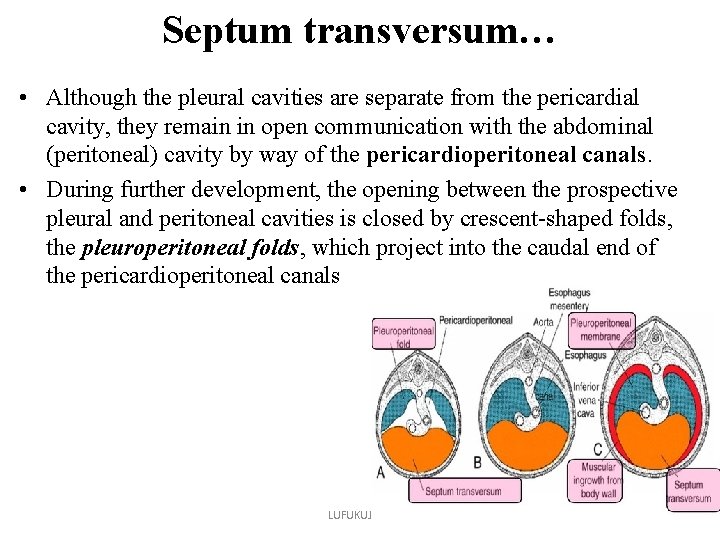 Septum transversum… • Although the pleural cavities are separate from the pericardial cavity, they Septum transversum… • Although the pleural cavities are separate from the pericardial cavity, they