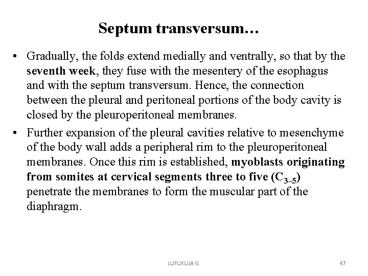 Septum transversum… • Gradually, the folds extend medially and ventrally, so that by the Septum transversum… • Gradually, the folds extend medially and ventrally, so that by the