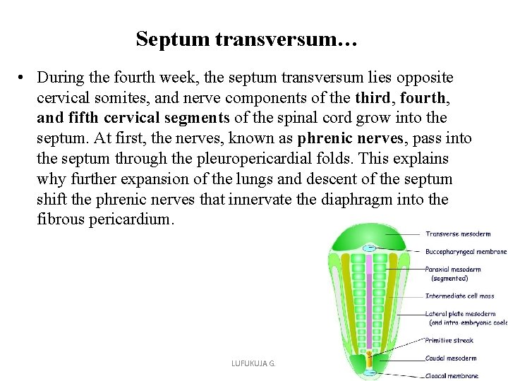 Septum transversum… • During the fourth week, the septum transversum lies opposite cervical somites, Septum transversum… • During the fourth week, the septum transversum lies opposite cervical somites,