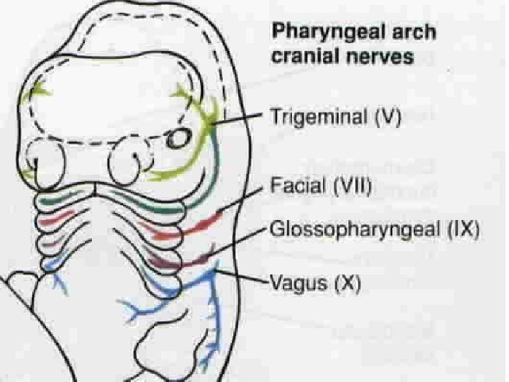 LUFUKUJA G. 5 LUFUKUJA G. 5