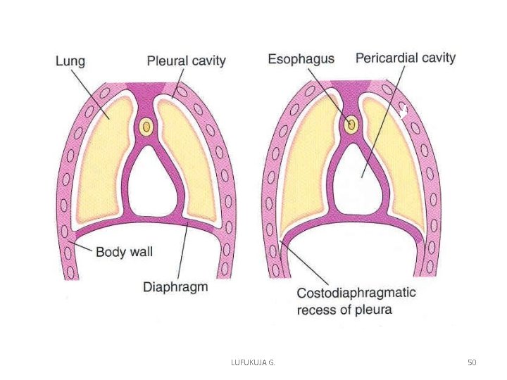 LUFUKUJA G. 50 LUFUKUJA G. 50