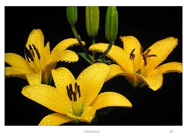 LUFUKUJA G. 55 LUFUKUJA G. 55