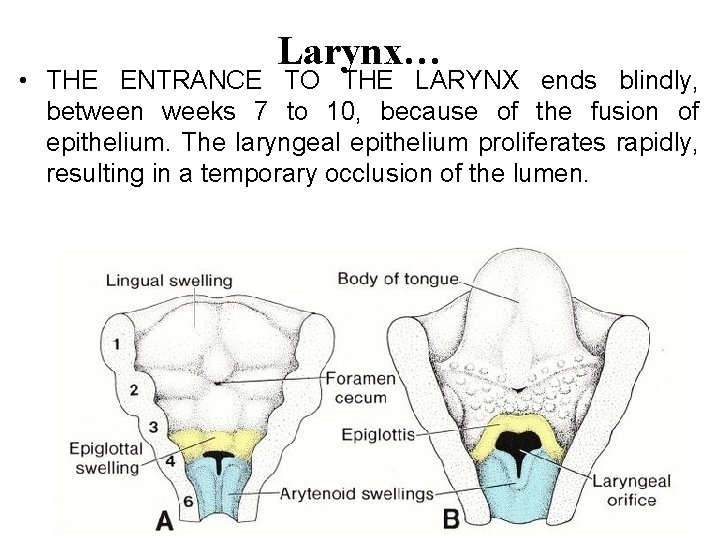 Larynx… • THE ENTRANCE TO THE LARYNX ends blindly, between weeks 7 to 10, Larynx… • THE ENTRANCE TO THE LARYNX ends blindly, between weeks 7 to 10,