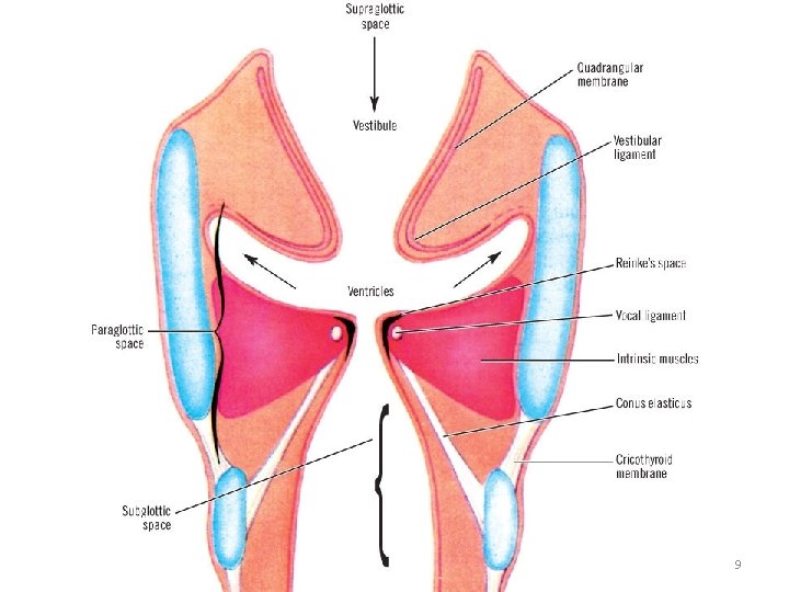 LUFUKUJA G. 9 LUFUKUJA G. 9