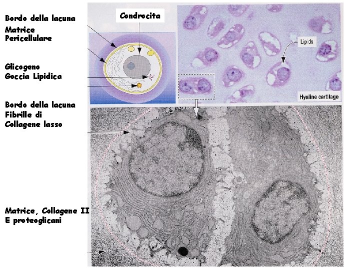 Bordo della lacuna Matrice Pericellulare Glicogeno Goccia Lipidica Bordo della lacuna Fibrille di Collagene