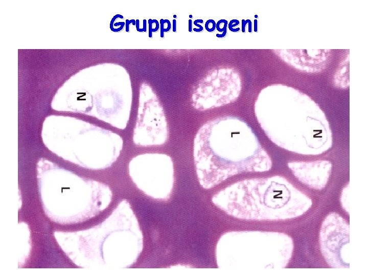 Gruppi isogeni 