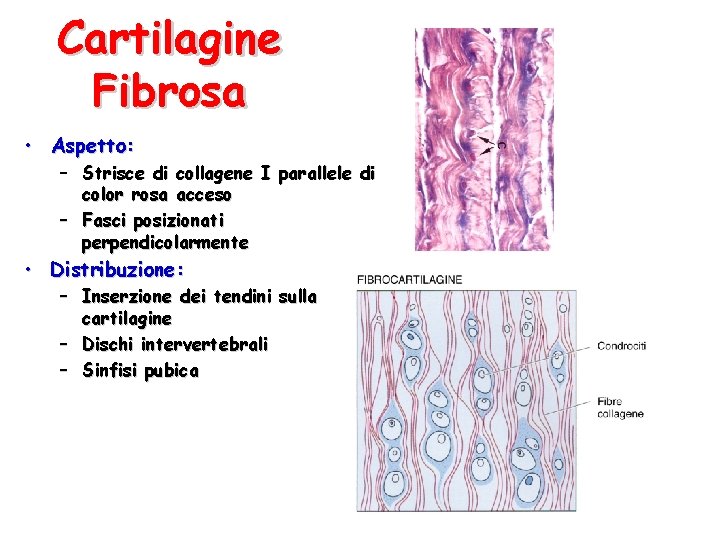 Cartilagine Fibrosa • Aspetto: – Strisce di collagene I parallele di color rosa acceso