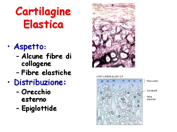 Cartilagine Elastica • Aspetto: – Alcune fibre di collagene – Fibre elastiche • Distribuzione: