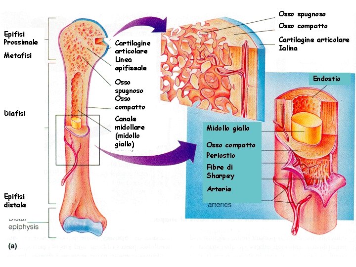 Osso spugnoso Epifisi Prossimale Metafisi Diafisi Osso compatto Cartilagine articolare Ialina Cartilagine articolare Linea