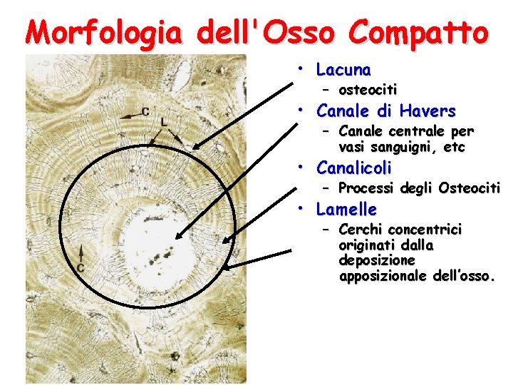 Morfologia dell'Osso Compatto • Lacuna – osteociti • Canale di Havers – Canale centrale