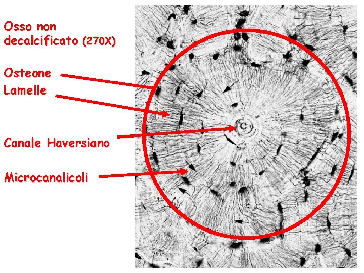 Osso non decalcificato (270 X) Osteone Lamelle Canale Haversiano Microcanalicoli 