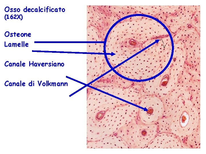 Osso decalcificato (162 X) Osteone Lamelle Canale Haversiano Canale di Volkmann 