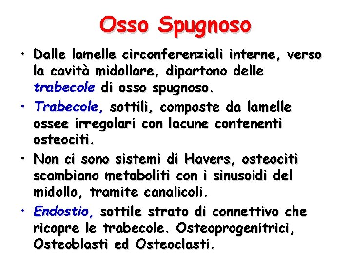 Osso Spugnoso • Dalle lamelle circonferenziali interne, verso la cavità midollare, dipartono delle trabecole