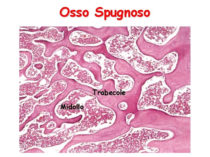 Osso Spugnoso Trabecole Midollo 