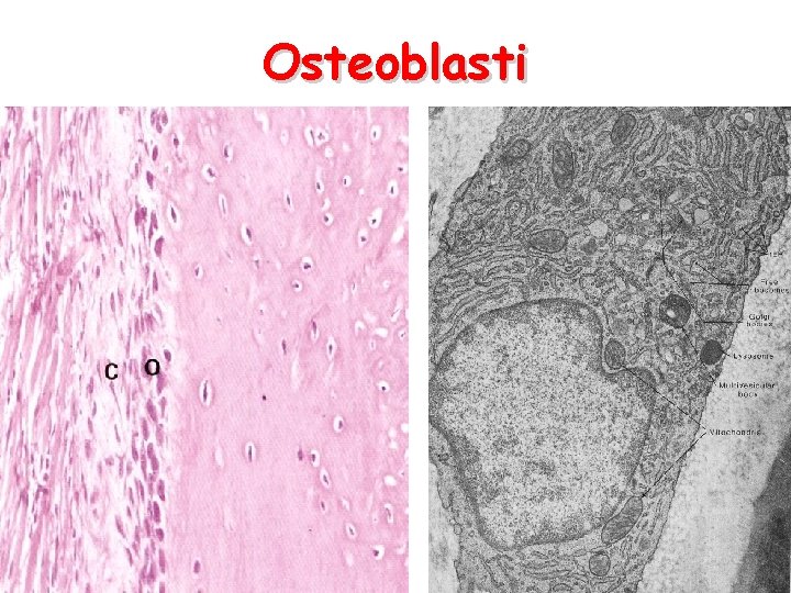Osteoblasti 