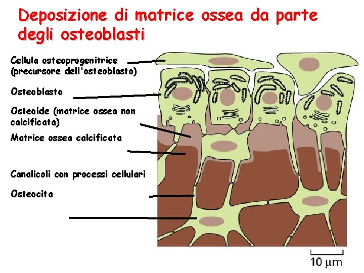 Deposizione di matrice ossea da parte degli osteoblasti Cellula osteoprogenitrice (precursore dell'osteoblasto) Osteoblasto Osteoide