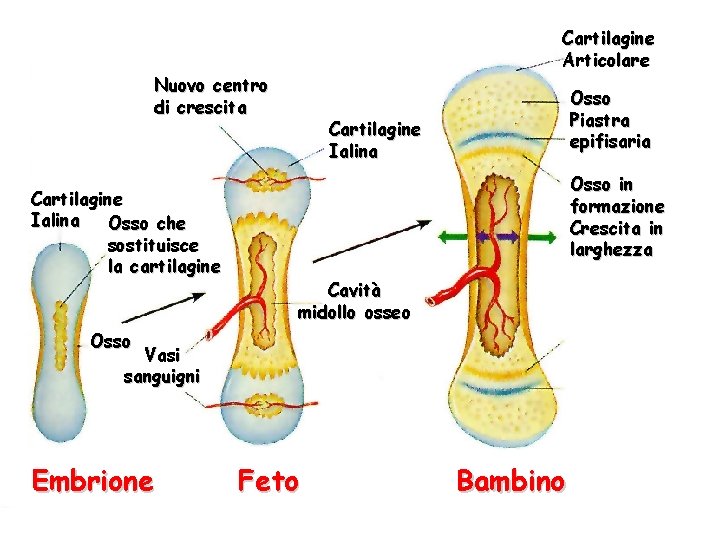 Cartilagine Articolare Nuovo centro di crescita Cartilagine Ialina Osso che sostituisce la cartilagine Osso
