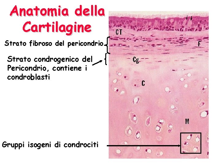 Anatomia della Cartilagine Strato fibroso del pericondrio Strato condrogenico del Pericondrio, contiene i condroblasti