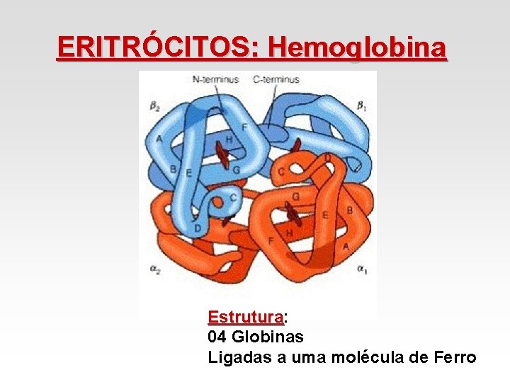 ERITRÓCITOS: Hemoglobina Estrutura: Estrutura 04 Globinas Ligadas a uma molécula de Ferro ERITRÓCITOS: Hemoglobina Estrutura: Estrutura 04 Globinas Ligadas a uma molécula de Ferro