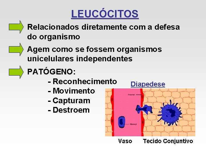 LEUCÓCITOS Relacionados diretamente com a defesa do organismo Agem como se fossem organismos unicelulares LEUCÓCITOS Relacionados diretamente com a defesa do organismo Agem como se fossem organismos unicelulares
