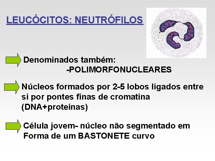 LEUCÓCITOS: NEUTRÓFILOS Denominados também: -POLIMORFONUCLEARES Núcleos formados por 2 -5 lobos ligados entre si LEUCÓCITOS: NEUTRÓFILOS Denominados também: -POLIMORFONUCLEARES Núcleos formados por 2 -5 lobos ligados entre si