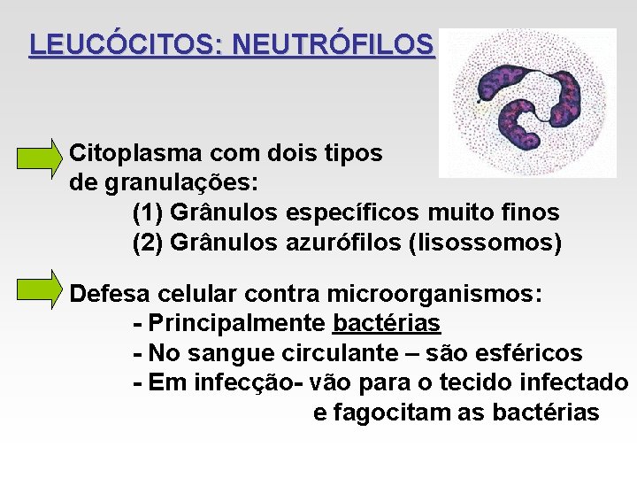 LEUCÓCITOS: NEUTRÓFILOS Citoplasma com dois tipos de granulações: (1) Grânulos específicos muito finos (2) LEUCÓCITOS: NEUTRÓFILOS Citoplasma com dois tipos de granulações: (1) Grânulos específicos muito finos (2)