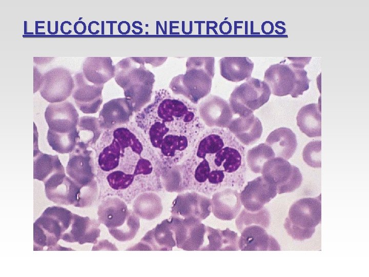 LEUCÓCITOS: NEUTRÓFILOS LEUCÓCITOS: NEUTRÓFILOS