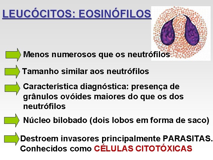 LEUCÓCITOS: EOSINÓFILOS Menos numerosos que os neutrófilos Tamanho similar aos neutrófilos Característica diagnóstica: presença LEUCÓCITOS: EOSINÓFILOS Menos numerosos que os neutrófilos Tamanho similar aos neutrófilos Característica diagnóstica: presença
