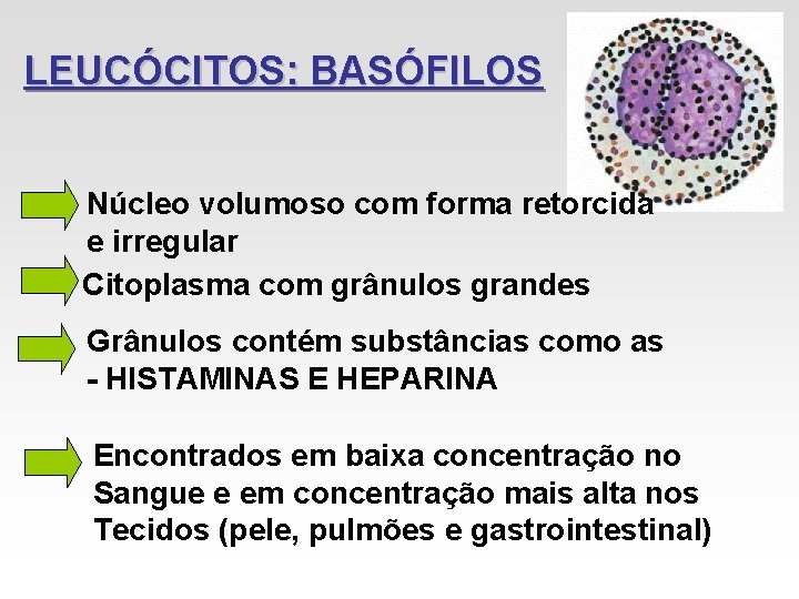 LEUCÓCITOS: BASÓFILOS Núcleo volumoso com forma retorcida e irregular Citoplasma com grânulos grandes Grânulos LEUCÓCITOS: BASÓFILOS Núcleo volumoso com forma retorcida e irregular Citoplasma com grânulos grandes Grânulos