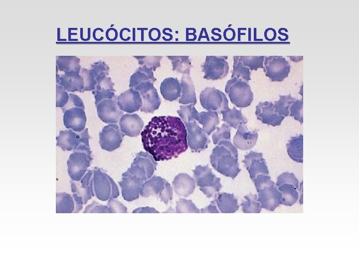 LEUCÓCITOS: BASÓFILOS LEUCÓCITOS: BASÓFILOS
