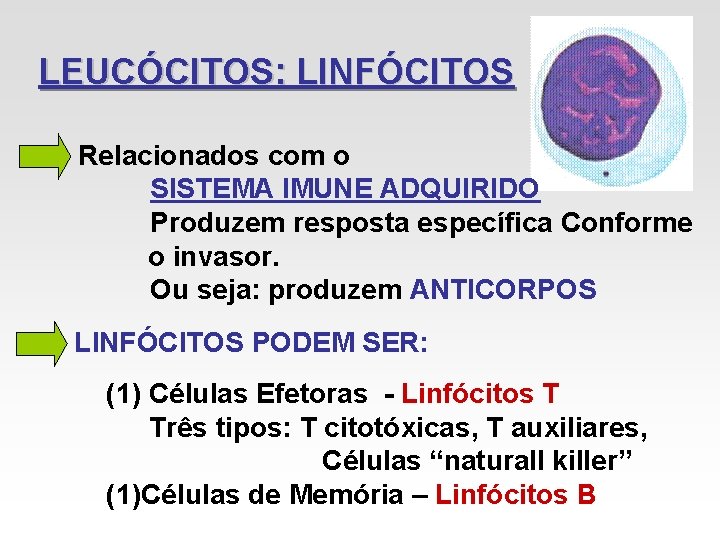 LEUCÓCITOS: LINFÓCITOS Relacionados com o SISTEMA IMUNE ADQUIRIDO Produzem resposta específica Conforme o invasor. LEUCÓCITOS: LINFÓCITOS Relacionados com o SISTEMA IMUNE ADQUIRIDO Produzem resposta específica Conforme o invasor.