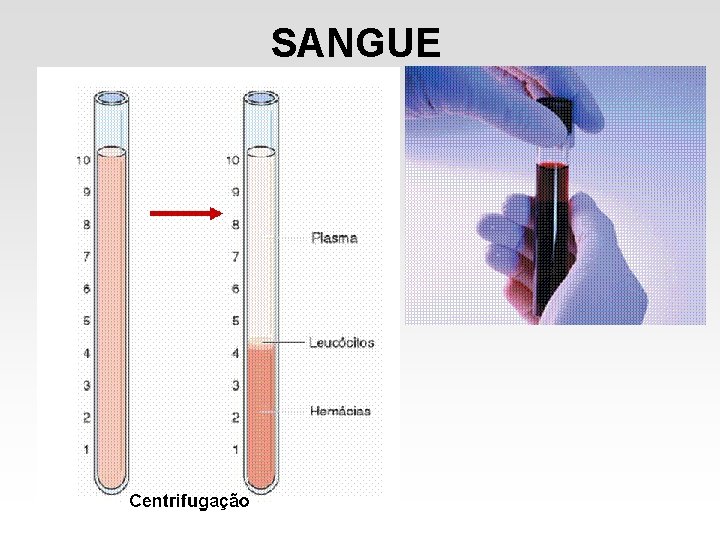 SANGUE SANGUE