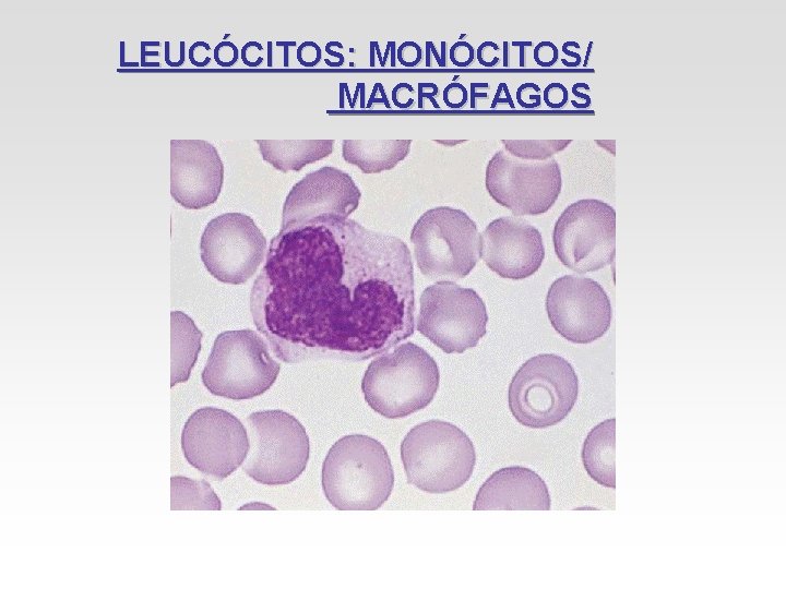 LEUCÓCITOS: MONÓCITOS/ MACRÓFAGOS LEUCÓCITOS: MONÓCITOS/ MACRÓFAGOS