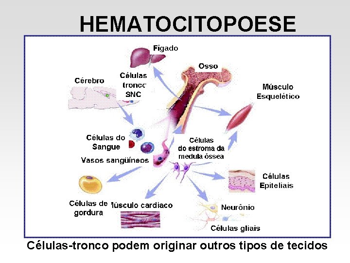 HEMATOCITOPOESE Células-tronco podem originar outros tipos de tecidos HEMATOCITOPOESE Células-tronco podem originar outros tipos de tecidos
