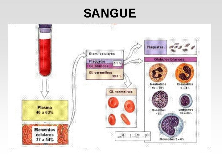 SANGUE SANGUE
