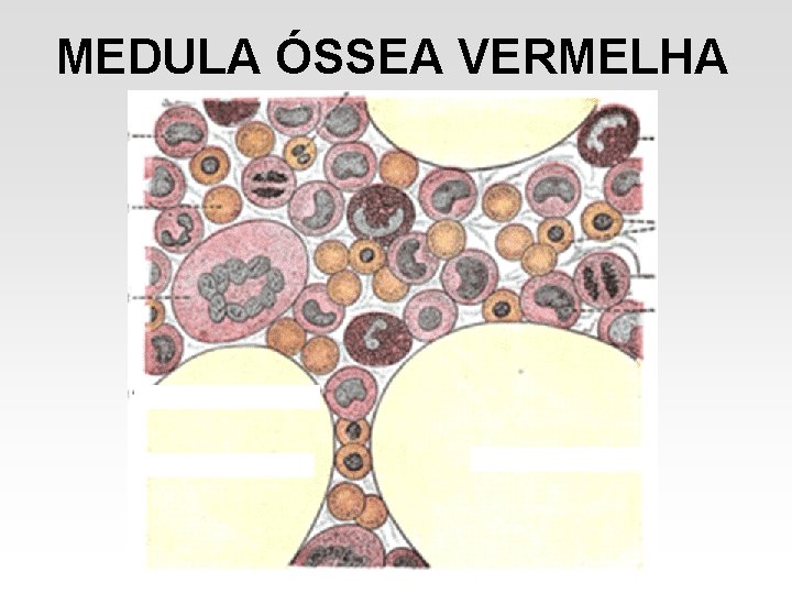 MEDULA ÓSSEA VERMELHA MEDULA ÓSSEA VERMELHA