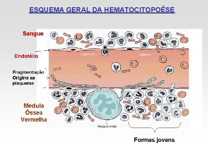 ESQUEMA GERAL DA HEMATOCITOPOÉSE ESQUEMA GERAL DA HEMATOCITOPOÉSE
