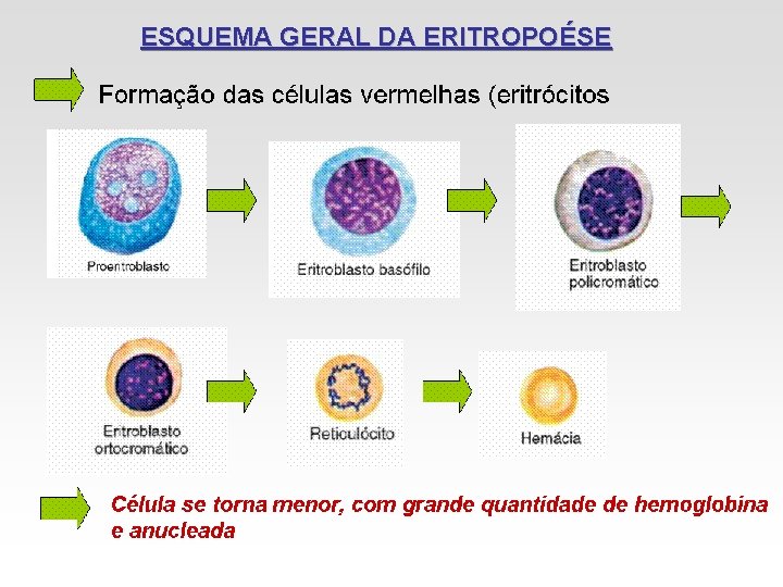 ESQUEMA GERAL DA ERITROPOÉSE ESQUEMA GERAL DA ERITROPOÉSE