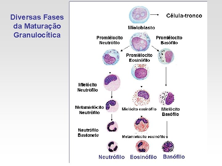 Diversas Fases da Maturação Granulocítica Diversas Fases da Maturação Granulocítica